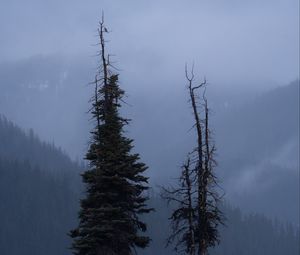 Preview wallpaper trees, glade, mountains, fog, clouds