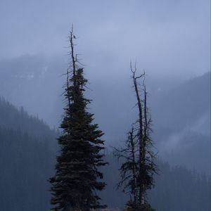 Preview wallpaper trees, glade, mountains, fog, clouds