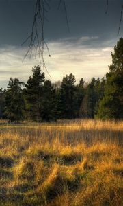 Preview wallpaper trees, grass, bark