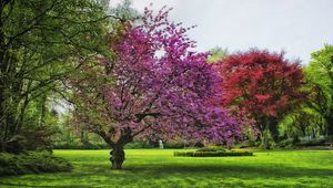 Preview wallpaper trees, grass, blossom, summer