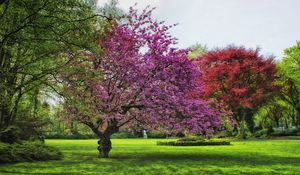 Preview wallpaper trees, grass, blossom, summer