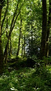 Preview wallpaper trees, grass, branches, forest