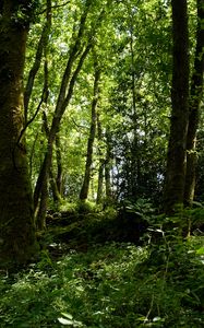 Preview wallpaper trees, grass, branches, forest