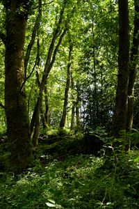 Preview wallpaper trees, grass, branches, forest