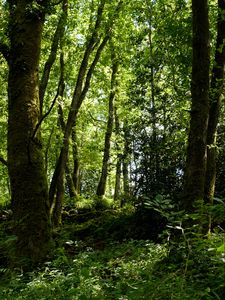 Preview wallpaper trees, grass, branches, forest