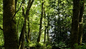 Preview wallpaper trees, grass, branches, forest
