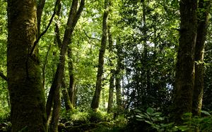 Preview wallpaper trees, grass, branches, forest