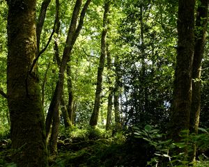 Preview wallpaper trees, grass, branches, forest
