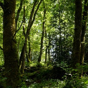 Preview wallpaper trees, grass, branches, forest