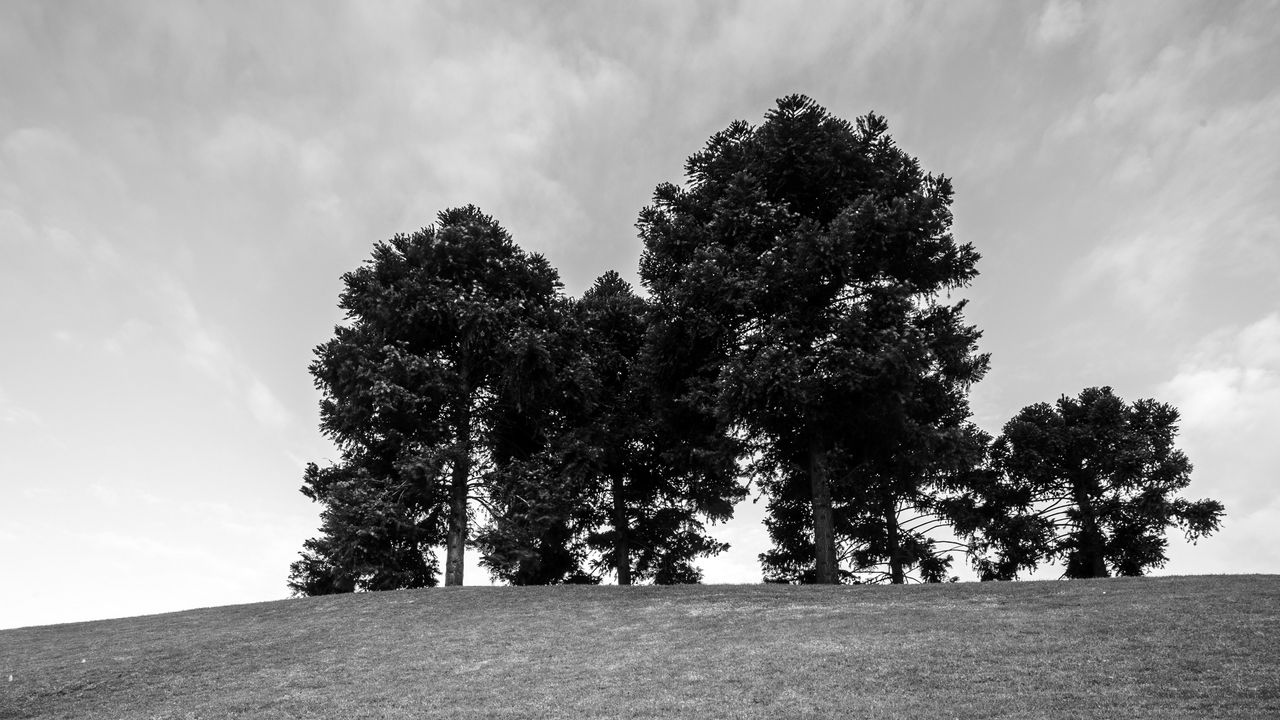 Wallpaper trees, grass, bw, horizon