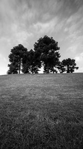 Preview wallpaper trees, grass, bw, horizon