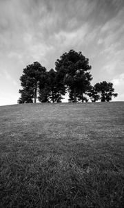 Preview wallpaper trees, grass, bw, horizon