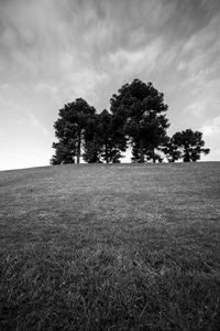 Preview wallpaper trees, grass, bw, horizon