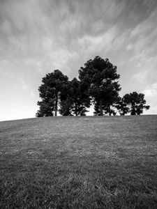 Preview wallpaper trees, grass, bw, horizon