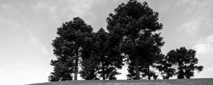 Preview wallpaper trees, grass, bw, horizon