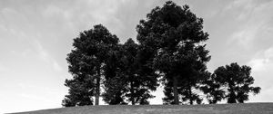 Preview wallpaper trees, grass, bw, horizon