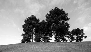 Preview wallpaper trees, grass, bw, horizon