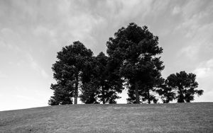 Preview wallpaper trees, grass, bw, horizon