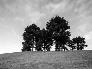 Preview wallpaper trees, grass, bw, horizon