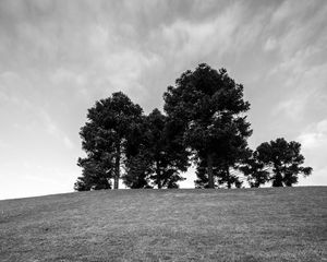 Preview wallpaper trees, grass, bw, horizon