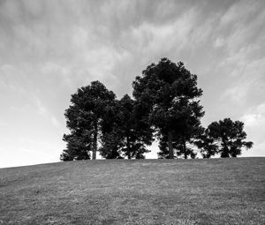 Preview wallpaper trees, grass, bw, horizon