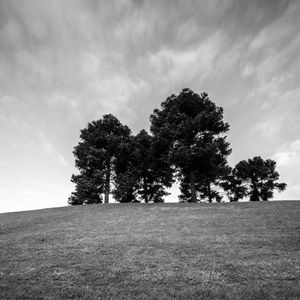 Preview wallpaper trees, grass, bw, horizon