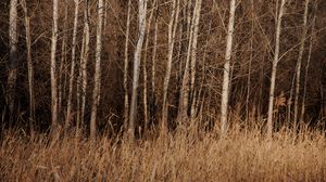 Preview wallpaper trees, grass, dry, nature