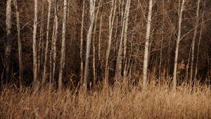 Preview wallpaper trees, grass, dry, nature