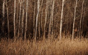 Preview wallpaper trees, grass, dry, nature