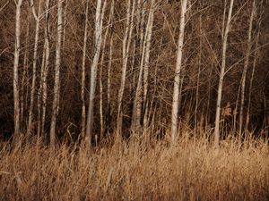 Preview wallpaper trees, grass, dry, nature