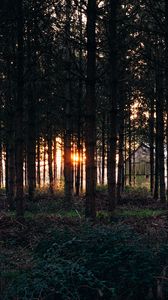 Preview wallpaper trees, grass, evening