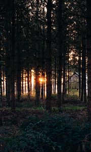 Preview wallpaper trees, grass, evening