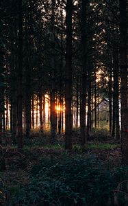 Preview wallpaper trees, grass, evening