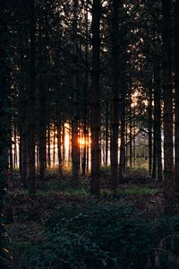 Preview wallpaper trees, grass, evening