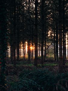 Preview wallpaper trees, grass, evening