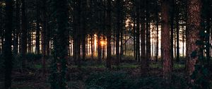 Preview wallpaper trees, grass, evening