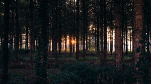 Preview wallpaper trees, grass, evening