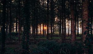 Preview wallpaper trees, grass, evening