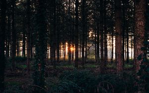 Preview wallpaper trees, grass, evening