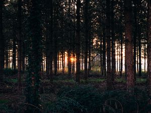 Preview wallpaper trees, grass, evening