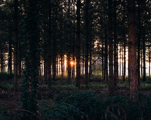 Preview wallpaper trees, grass, evening
