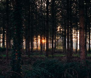 Preview wallpaper trees, grass, evening