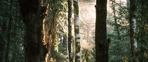 Preview wallpaper trees, grass, ferns, forest, rays