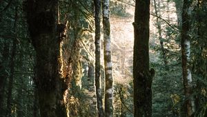 Preview wallpaper trees, grass, ferns, forest, rays