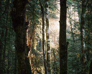 Preview wallpaper trees, grass, ferns, forest, rays