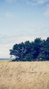 Preview wallpaper trees, grass, field, wind