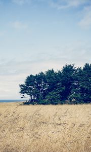 Preview wallpaper trees, grass, field, wind