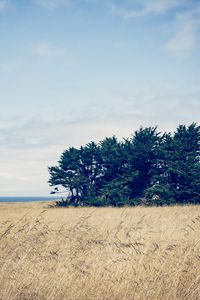 Preview wallpaper trees, grass, field, wind