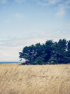 Preview wallpaper trees, grass, field, wind