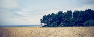 Preview wallpaper trees, grass, field, wind